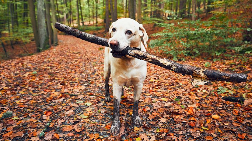 Labrador retriever with stick in mouth walking on the footpath in the forest