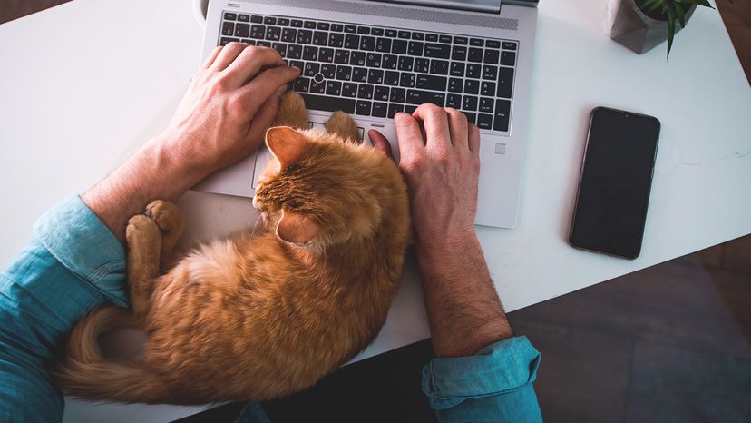 Man with laptop and cat