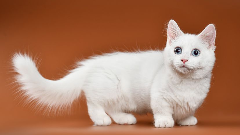 Munchkin cat