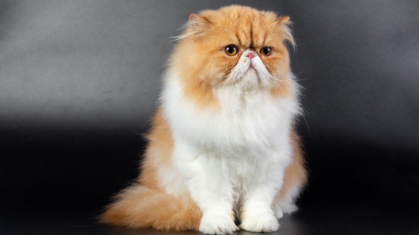 Persian cat