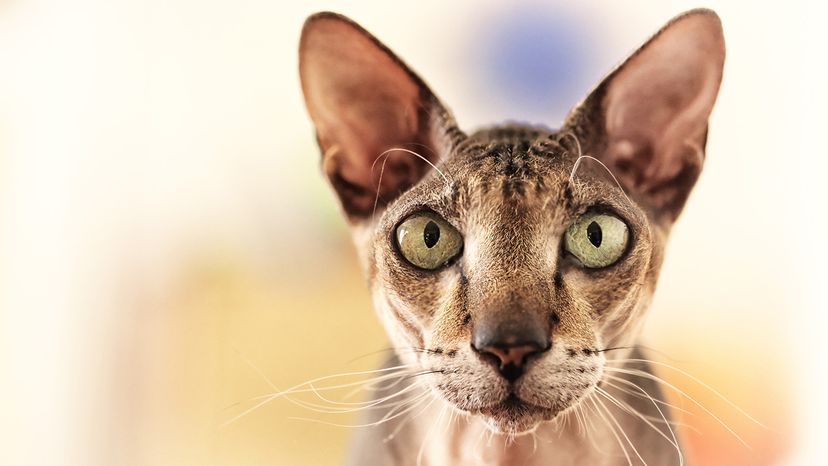 Peterbald cat