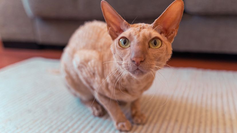 Peterbald cat