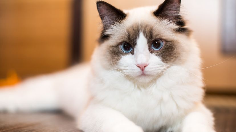 Ragdoll cat
