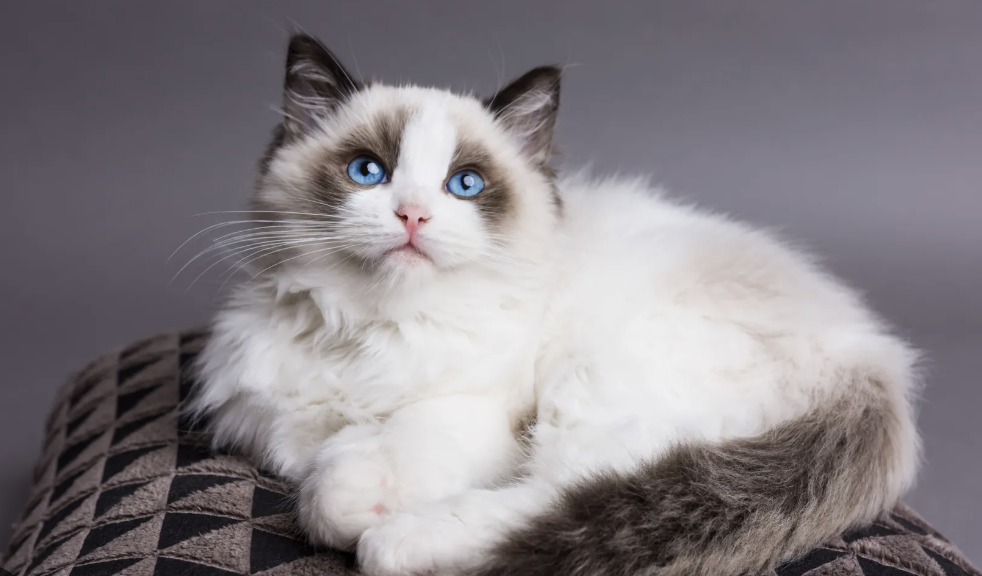 Ragdoll