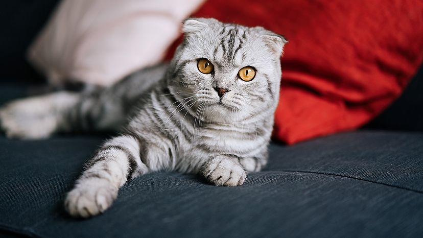 Scottish Fold