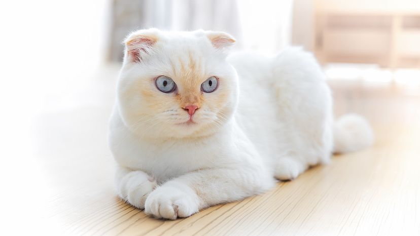 Scottish Fold
