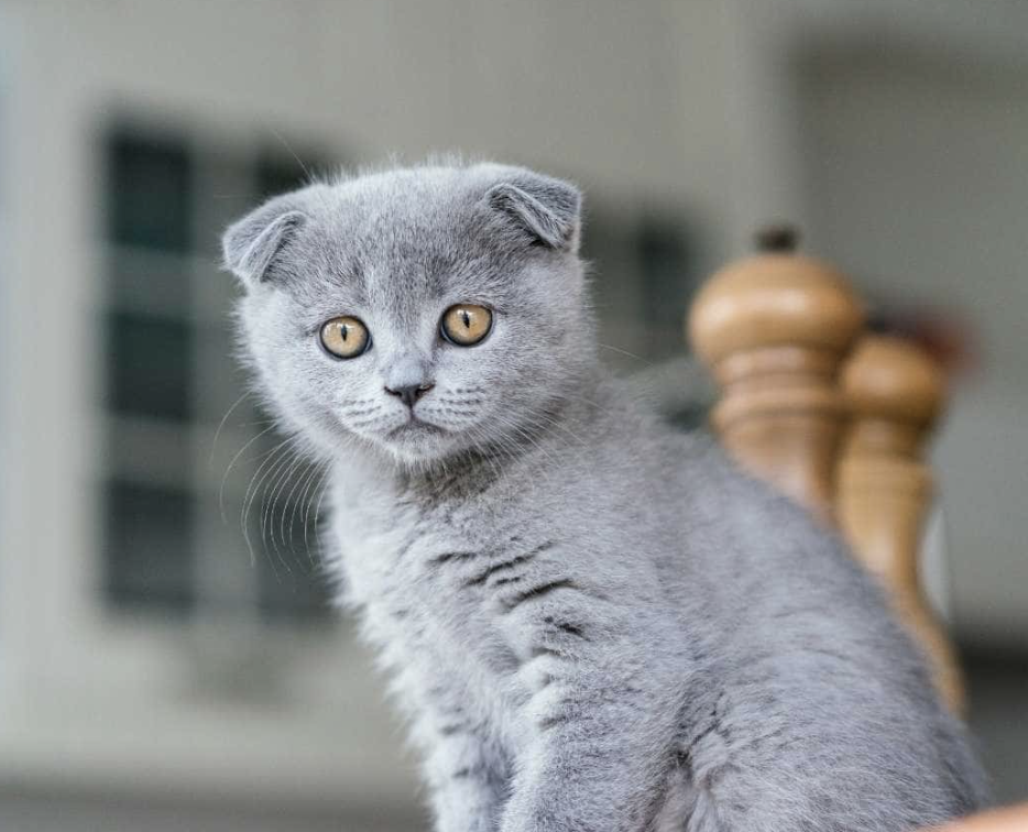 Scottish Fold