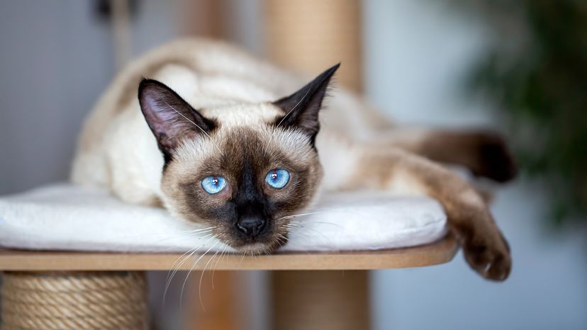 Siamese cat