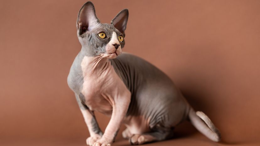 Sphynx cat