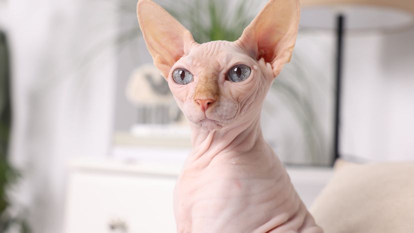 Sphynx