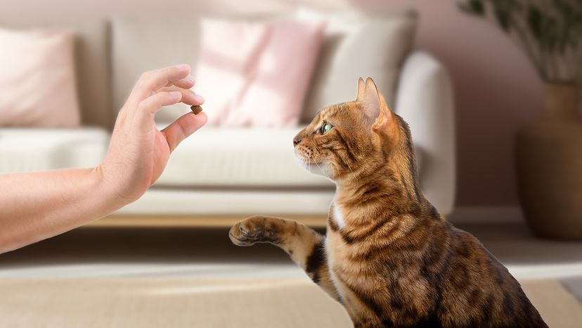 Teaching domestic cats commands