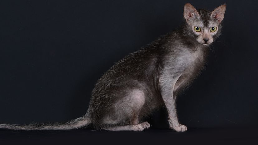 The Lykoi