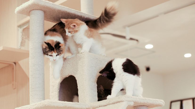 Three kittens playing in cat tower
