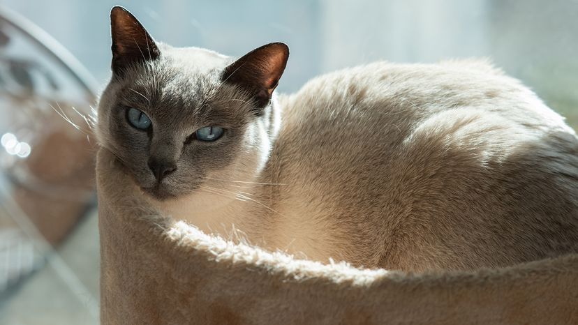 Tonkinese cat