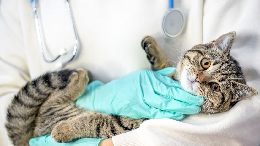 Vet holding female cat