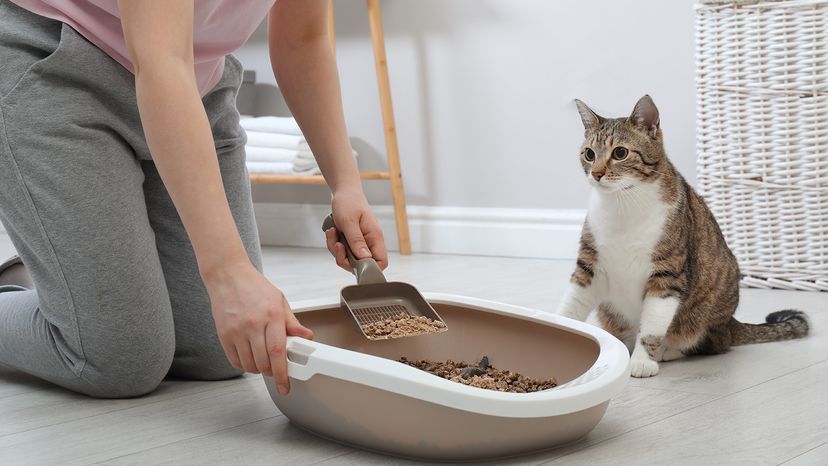 Woman cleaning cat litter box