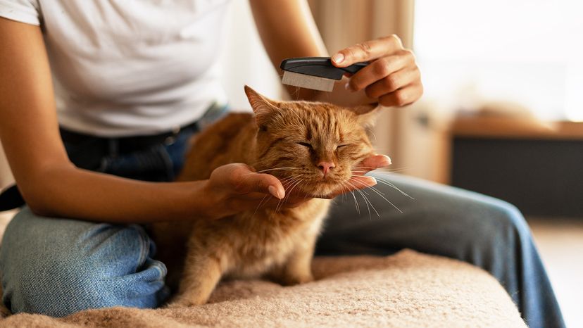 Young woman combing a ginger cat