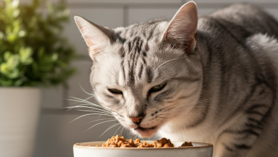 A photorealistic, heartwarming close-up shot of a healthy, beautiful adult cat with a glossy silver tabby coat, eagerly eating from a ceramic bowl