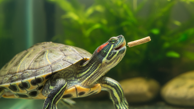 A photorealistic, bright, and clean close-up shot of a healthy red-eared slider turtle in a pristine aquarium