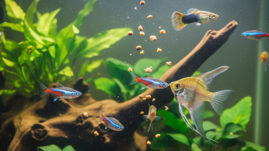 A stunning, photorealistic close-up shot of a vibrant freshwater aquarium