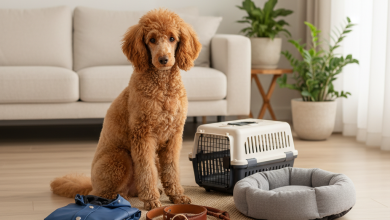 A photorealistic, high-resolution image of an elegant, well-groomed apricot Standard Poodle sitting proudly on a light-colored wooden floor