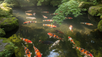 A hyper-realistic, high-resolution photograph of a serene Japanese-style koi pond