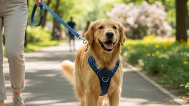 A photorealistic, heartwarming shot of a happy Golden Retriever wearing a stylish blue Lindo Dogs H-type harness and matching leash
