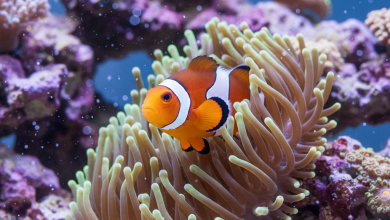 A stunning, ultra-photorealistic macro shot of a vibrant orange and white clownfish (Nemo) peeking cautiously from the tentacles of its host anemone