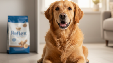 A photorealistic, heartwarming shot of a healthy adult Golden Retriever sitting on a light wooden floor in a modern, sunlit living room