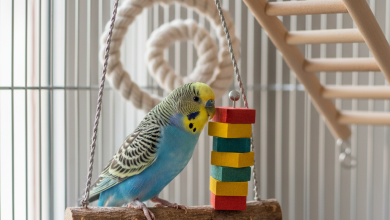 A vibrant, photorealistic close-up shot of a brightly colored budgerigar playfully interacting with a variety of high-quality Trixie bird accessories inside a clean, modern birdcage
