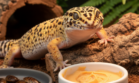 A photorealistic macro shot of a vibrant, healthy Leopard Gecko inside a beautifully designed, naturalistic terrarium
