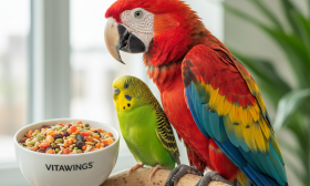 A photorealistic, vibrant shot capturing a healthy Scarlet Macaw and a smaller, bright green budgerigar side-by-side